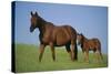 Thoroughbred Horse and Colt-DLILLC-Stretched Canvas