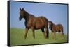 Thoroughbred Horse and Colt-DLILLC-Framed Stretched Canvas