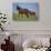 Thoroughbred Horse and Colt-DLILLC-Stretched Canvas displayed on a wall