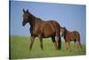 Thoroughbred Horse and Colt-DLILLC-Stretched Canvas