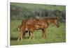 Thoroughbred Horse and Colt-DLILLC-Framed Photographic Print