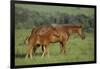 Thoroughbred Horse and Colt-DLILLC-Framed Photographic Print