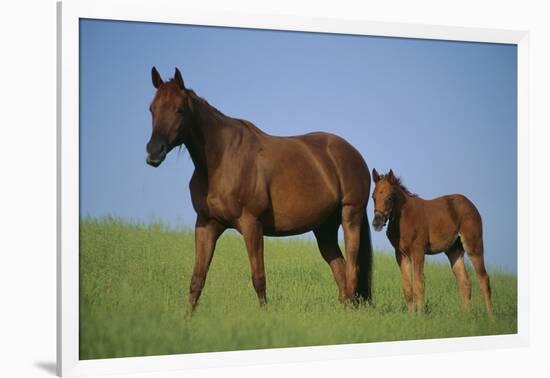 Thoroughbred Horse and Colt-DLILLC-Framed Photographic Print