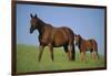 Thoroughbred Horse and Colt-DLILLC-Framed Photographic Print