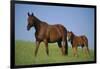 Thoroughbred Horse and Colt-DLILLC-Framed Photographic Print