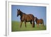 Thoroughbred Horse and Colt-DLILLC-Framed Photographic Print