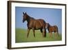 Thoroughbred Horse and Colt-DLILLC-Framed Photographic Print