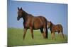 Thoroughbred Horse and Colt-DLILLC-Mounted Photographic Print