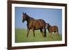 Thoroughbred Horse and Colt-DLILLC-Framed Photographic Print