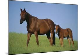 Thoroughbred Horse and Colt-DLILLC-Mounted Photographic Print