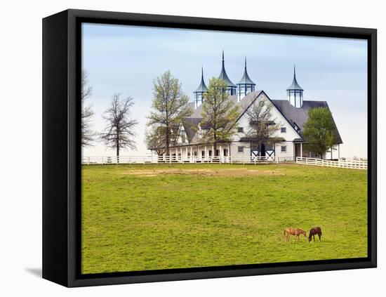 Thoroughbred Horses Grazing, Manchester Horse Farm, Lexington, Kentucky, Usa-Adam Jones-Framed Stretched Canvas