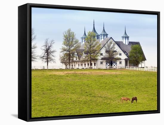 Thoroughbred Horses Grazing, Manchester Horse Farm, Lexington, Kentucky, Usa-Adam Jones-Framed Stretched Canvas