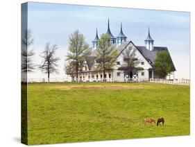 Thoroughbred Horses Grazing, Manchester Horse Farm, Lexington, Kentucky, Usa-Adam Jones-Stretched Canvas