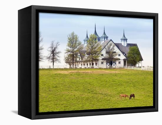 Thoroughbred Horses Grazing, Manchester Horse Farm, Lexington, Kentucky, Usa-Adam Jones-Framed Stretched Canvas