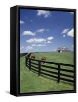 Thoroughbred in the Countryside, Kentucky, USA-Michele Molinari-Framed Stretched Canvas