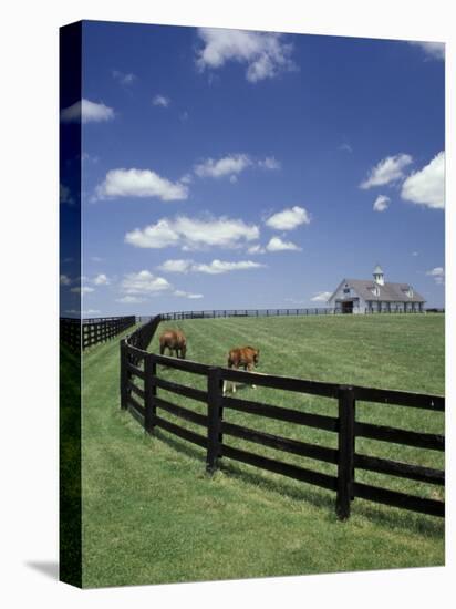 Thoroughbred in the Countryside, Kentucky, USA-Michele Molinari-Stretched Canvas