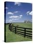 Thoroughbred in the Countryside, Kentucky, USA-Michele Molinari-Stretched Canvas