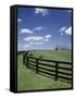 Thoroughbred in the Countryside, Kentucky, USA-Michele Molinari-Framed Stretched Canvas