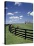 Thoroughbred in the Countryside, Kentucky, USA-Michele Molinari-Stretched Canvas