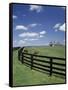 Thoroughbred in the Countryside, Kentucky, USA-Michele Molinari-Framed Stretched Canvas