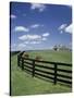 Thoroughbred in the Countryside, Kentucky, USA-Michele Molinari-Stretched Canvas