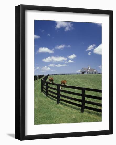 Thoroughbred in the Countryside, Kentucky, USA-Michele Molinari-Framed Photographic Print
