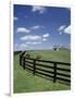 Thoroughbred in the Countryside, Kentucky, USA-Michele Molinari-Framed Photographic Print