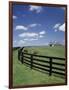 Thoroughbred in the Countryside, Kentucky, USA-Michele Molinari-Framed Photographic Print