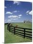 Thoroughbred in the Countryside, Kentucky, USA-Michele Molinari-Mounted Photographic Print