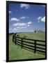 Thoroughbred in the Countryside, Kentucky, USA-Michele Molinari-Framed Photographic Print