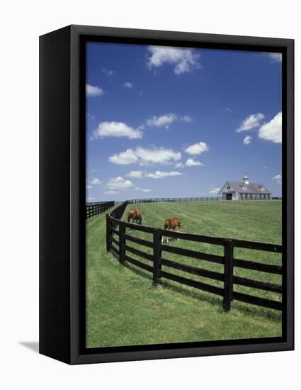 Thoroughbred in the Countryside, Kentucky, USA-Michele Molinari-Framed Stretched Canvas