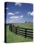 Thoroughbred in the Countryside, Kentucky, USA-Michele Molinari-Stretched Canvas