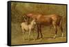 Thoroughbred Mare and Foal-Samuel Sidney-Framed Stretched Canvas