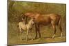 Thoroughbred Mare and Foal-Samuel Sidney-Mounted Art Print