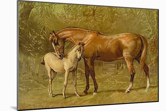 Thoroughbred Mare and Foal-Samuel Sidney-Mounted Art Print