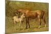 Thoroughbred Mare and Foal-Samuel Sidney-Mounted Art Print