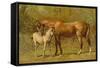 Thoroughbred Mare and Foal-Samuel Sidney-Framed Stretched Canvas