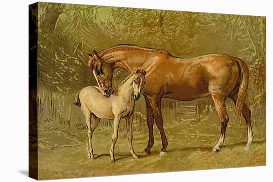Thoroughbred Mare and Foal-Samuel Sidney-Stretched Canvas