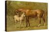 Thoroughbred Mare and Foal-Samuel Sidney-Stretched Canvas