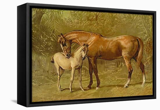 Thoroughbred Mare and Foal-Samuel Sidney-Framed Stretched Canvas