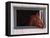 Thoroughbred Race Horse in Horse Barn, Kentucky Horse Park, Lexington, Kentucky, USA-Adam Jones-Framed Stretched Canvas