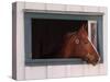 Thoroughbred Race Horse in Horse Barn, Kentucky Horse Park, Lexington, Kentucky, USA-Adam Jones-Stretched Canvas