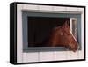 Thoroughbred Race Horse in Horse Barn, Kentucky Horse Park, Lexington, Kentucky, USA-Adam Jones-Framed Stretched Canvas