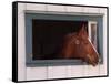 Thoroughbred Race Horse in Horse Barn, Kentucky Horse Park, Lexington, Kentucky, USA-Adam Jones-Framed Stretched Canvas