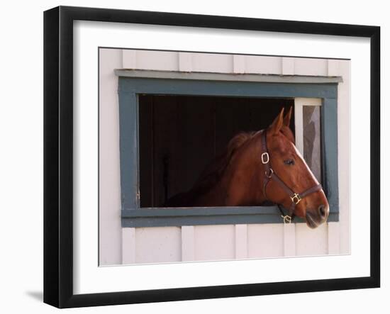 Thoroughbred Race Horse in Horse Barn, Kentucky Horse Park, Lexington, Kentucky, USA-Adam Jones-Framed Premium Photographic Print