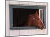 Thoroughbred Race Horse in Horse Barn, Kentucky Horse Park, Lexington, Kentucky, USA-Adam Jones-Mounted Premium Photographic Print