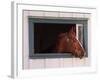 Thoroughbred Race Horse in Horse Barn, Kentucky Horse Park, Lexington, Kentucky, USA-Adam Jones-Framed Photographic Print