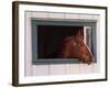 Thoroughbred Race Horse in Horse Barn, Kentucky Horse Park, Lexington, Kentucky, USA-Adam Jones-Framed Photographic Print