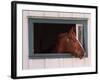 Thoroughbred Race Horse in Horse Barn, Kentucky Horse Park, Lexington, Kentucky, USA-Adam Jones-Framed Photographic Print