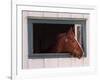 Thoroughbred Race Horse in Horse Barn, Kentucky Horse Park, Lexington, Kentucky, USA-Adam Jones-Framed Photographic Print